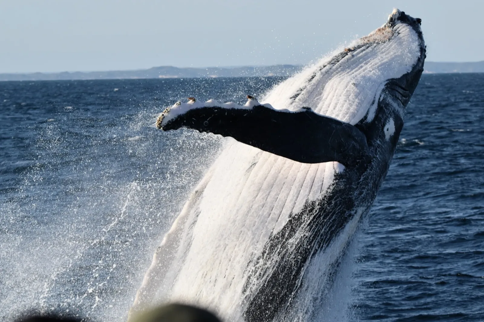 Whale Watching Tours Perth
