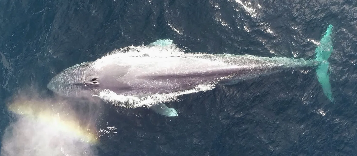 Perth Canyon Blue Whale Watching