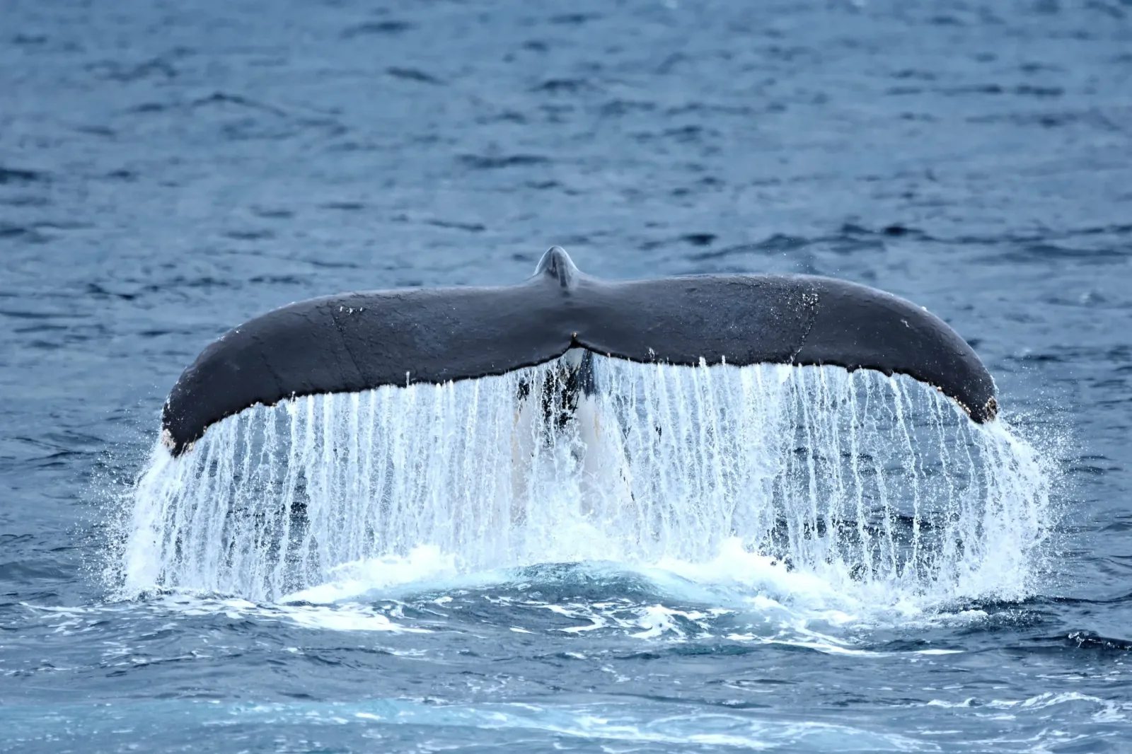 Brand New 3 hour Perth Winter Whale Watch